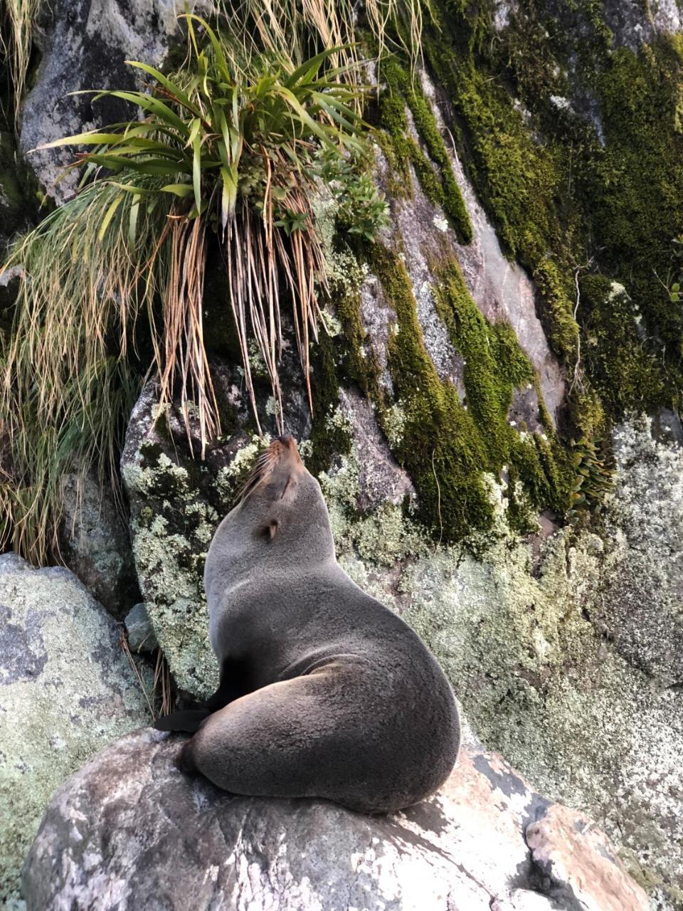 Milford Sound Overnight Cruise - Fiordland Discovery Ngoại thất bức ảnh